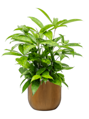 Dracaena surculosa en Capi Nature Groove