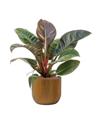 Philodendron 'Imperial Red' en Capi Nature Groove