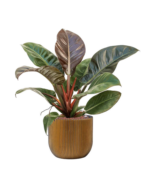 Philodendron 'Imperial Red' en Capi Nature Groove