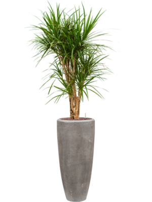 Dracaena marginata en Baq Polystone Plain