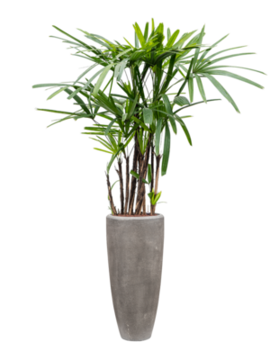 Rhapis excelsa (90-125) en Baq Polystone Plain