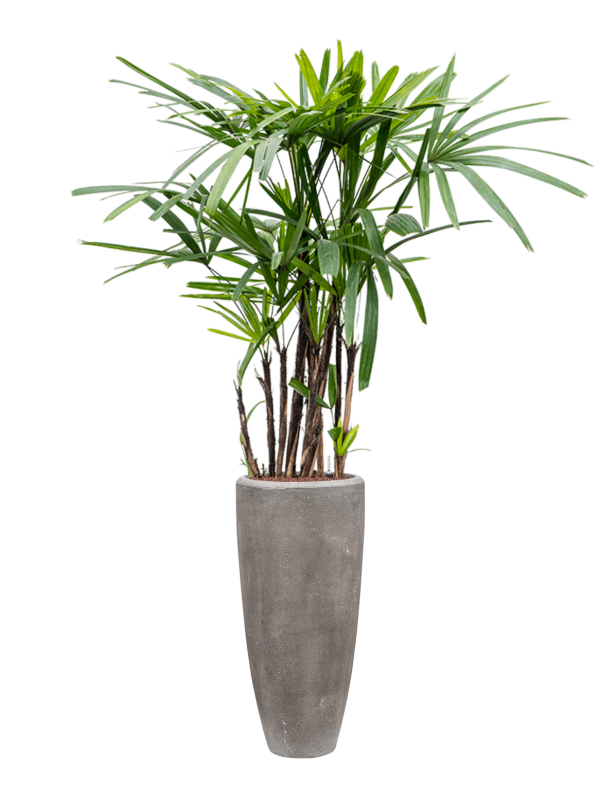 Rhapis excelsa (90-125) en Baq Polystone Plain