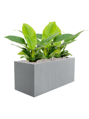 Philodendron 'Imperial Green' en Argento