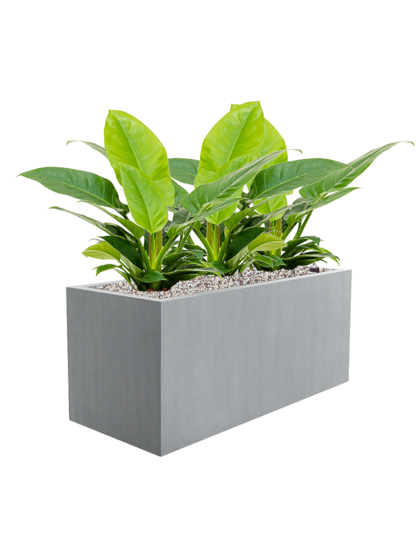 Philodendron 'Imperial Green' en Argento, Luca Lifestyle