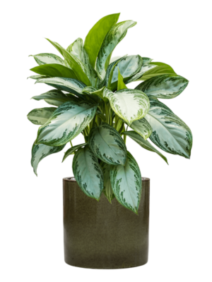 Aglaonema 'Silver Bay' en Cylinder