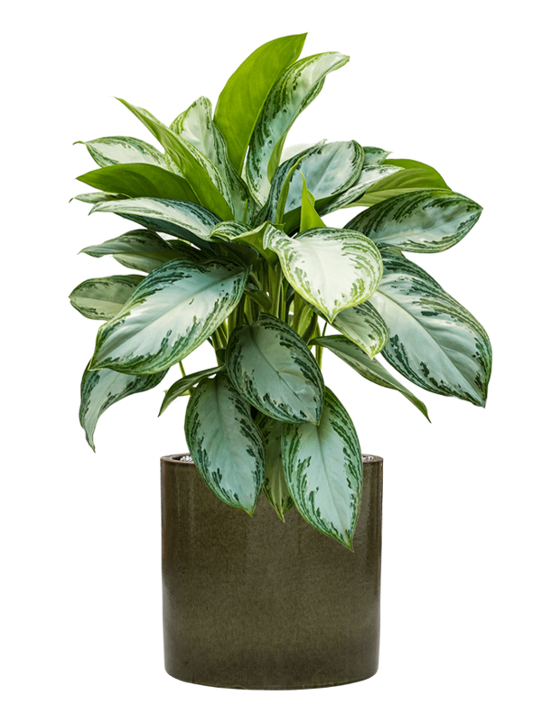 Aglaonema 'Silver Bay' en Cylinder, Ter Steege