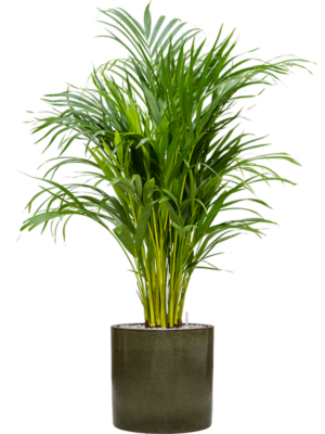 Dypsis (Areca) lutescens en Cylinder