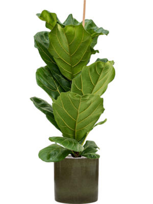 Ficus lyrata en Cylinder