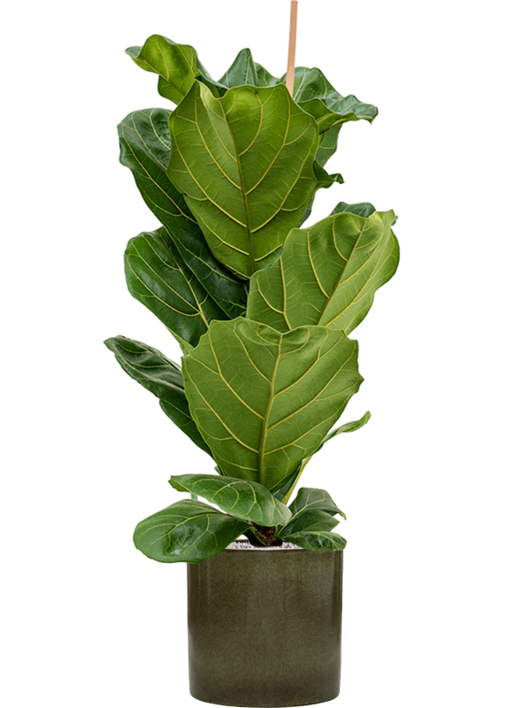 Ficus lyrata en Cylinder, Ter Steege