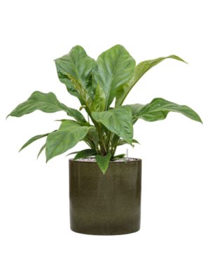Anthurium elipticum 'Jungle Bush' en Cylinder
