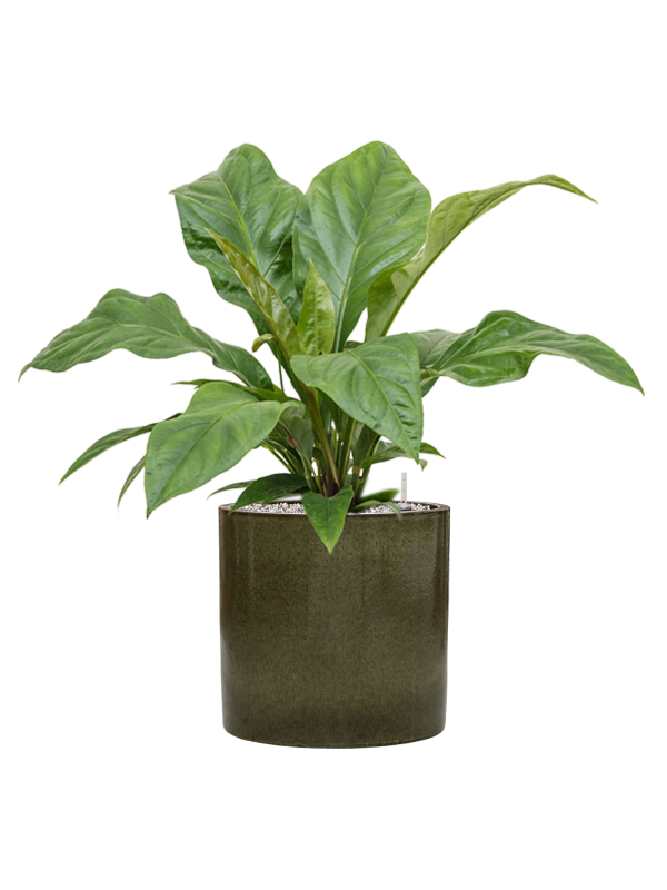 Anthurium elipticum 'Jungle Bush' en Cylinder, Ter Steege