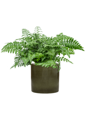 Asplenium dimorphum 'Parvati' en Cylinder