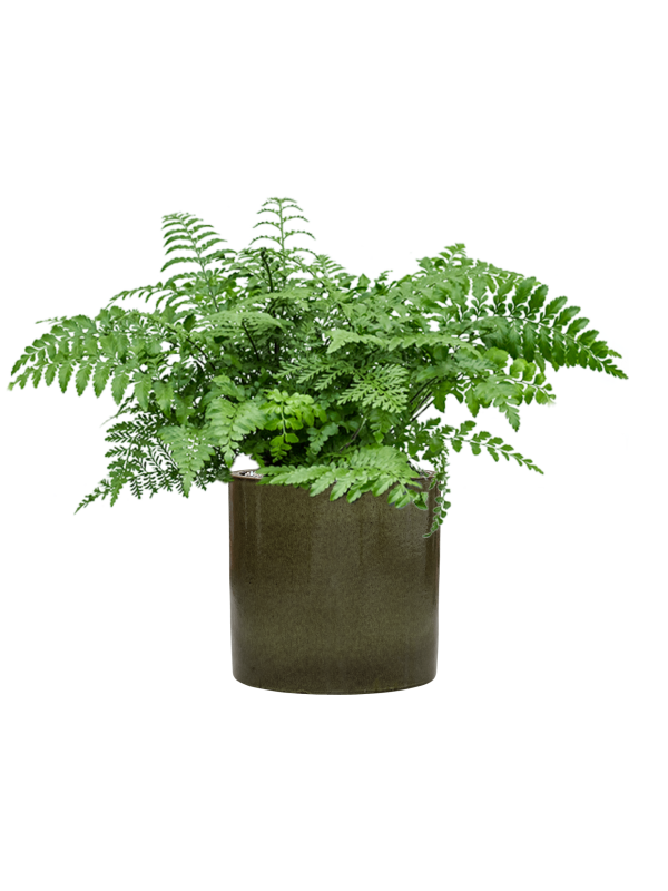 Asplenium dimorphum 'Parvati' en Cylinder, Ter Steege