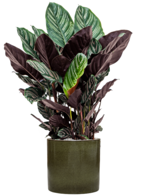 Calathea sanderiana en Cylinder