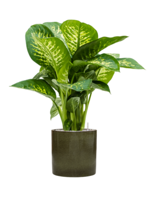 Dieffenbachia seguine 'Reeva' en Cylinder