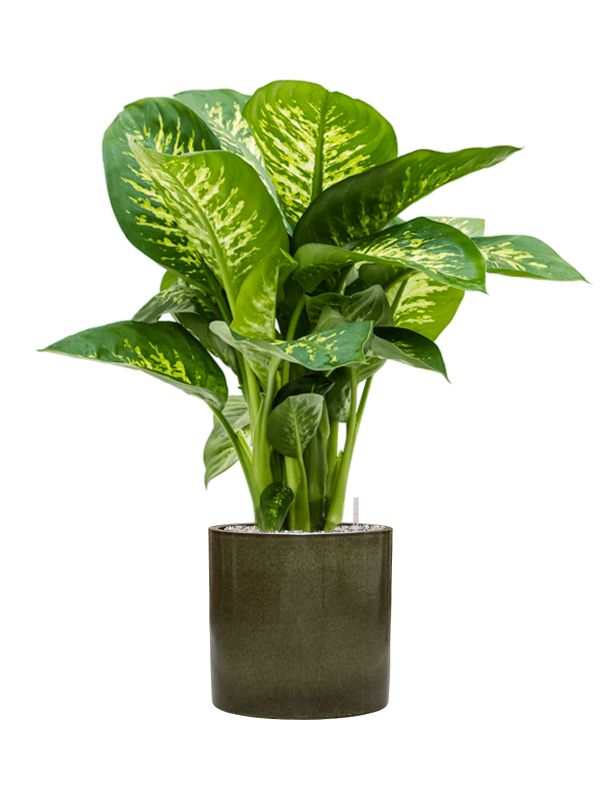 Dieffenbachia seguine 'Reeva' en Cylinder, Ter Steege