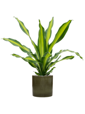 Dracaena fragrans 'Burley' en Cylinder