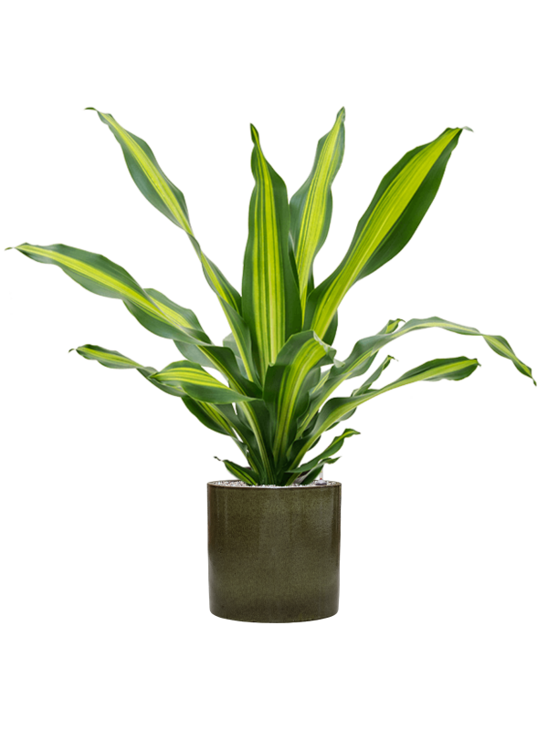 Dracaena fragrans 'Burley' en Cylinder, Ter Steege