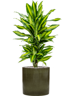 Dracaena fragrans 'Cintho' en Cylinder