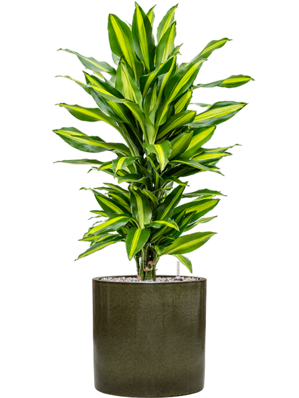 Dracaena fragrans 'Cintho' en Cylinder, Ter Steege