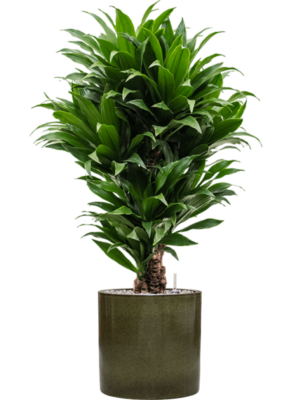 Dracaena fragrans 'Compacta' en Cylinder