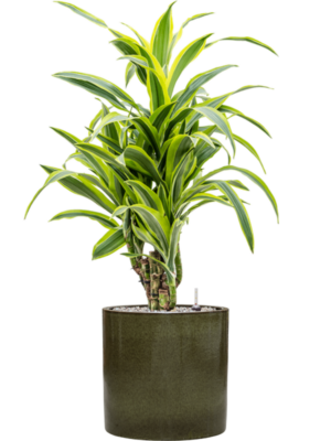 Dracaena fragrans 'Lemon Lime' en Cylinder