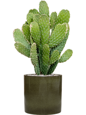 Opuntia consolea en Cylinder