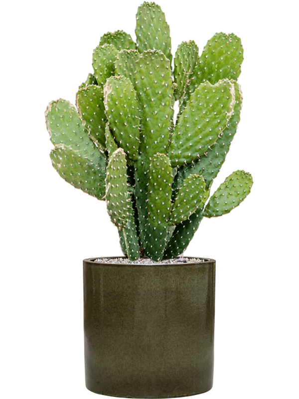 Opuntia consolea en Cylinder, Ter Steege