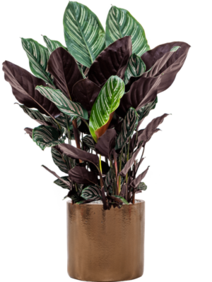 Calathea sanderiana en Cylinder