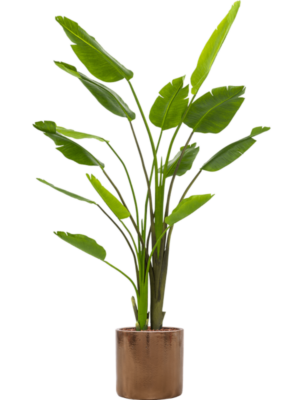 Strelitzia Nicolai en Cylinder
