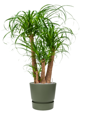 Beaucarnea recurvata en Greenville