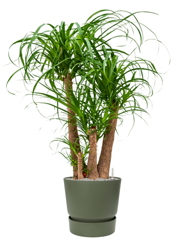 Beaucarnea recurvata en Greenville, Elho