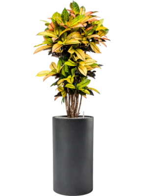 Croton (Codiaeum) variegatum 'Mrs. Iceton' en Baq Basic