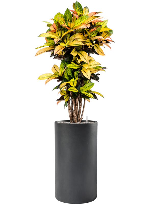 Croton (Codiaeum) variegatum 'Mrs. Iceton' en Baq Basic