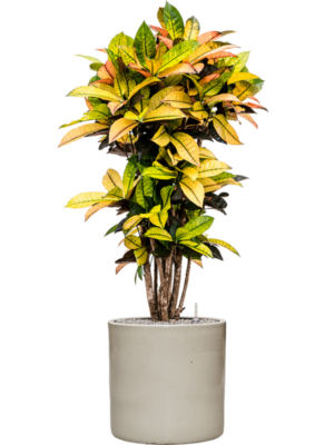 Croton (Codiaeum) variegatum 'Mrs. Iceton' en Cylinder