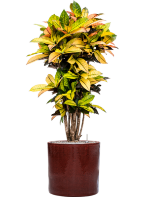 Croton (Codiaeum) variegatum 'Mrs. Iceton' en Cylinder