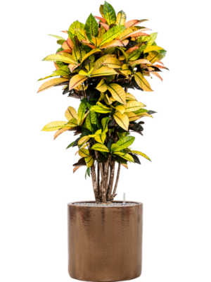 Croton (Codiaeum) variegatum 'Mrs. Iceton' en Cylinder