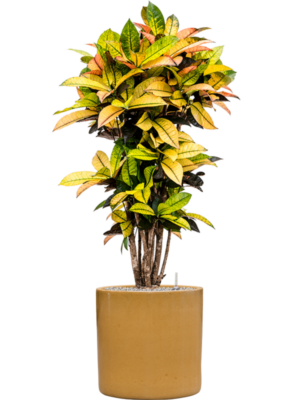 Croton (Codiaeum) variegatum 'Mrs. Iceton' en Cylinder