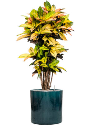 Croton (Codiaeum) variegatum 'Mrs. Iceton' en Cylinder