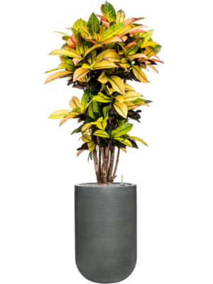 Croton variegatum 'Mrs. Iceton' en Ridged Horizontally