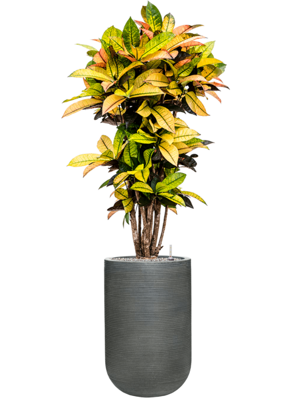 Croton variegatum 'Mrs. Iceton' en Ridged Horizontally, Pottery Pots