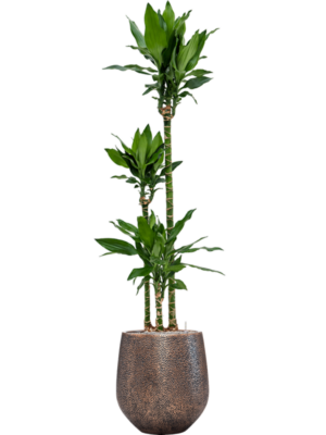 Dracaena fragrans 'Burundii' en Baq Opus Hit