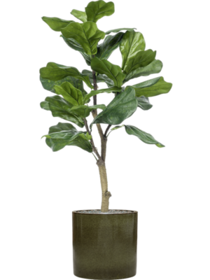 Ficus lyrata en Cylinder