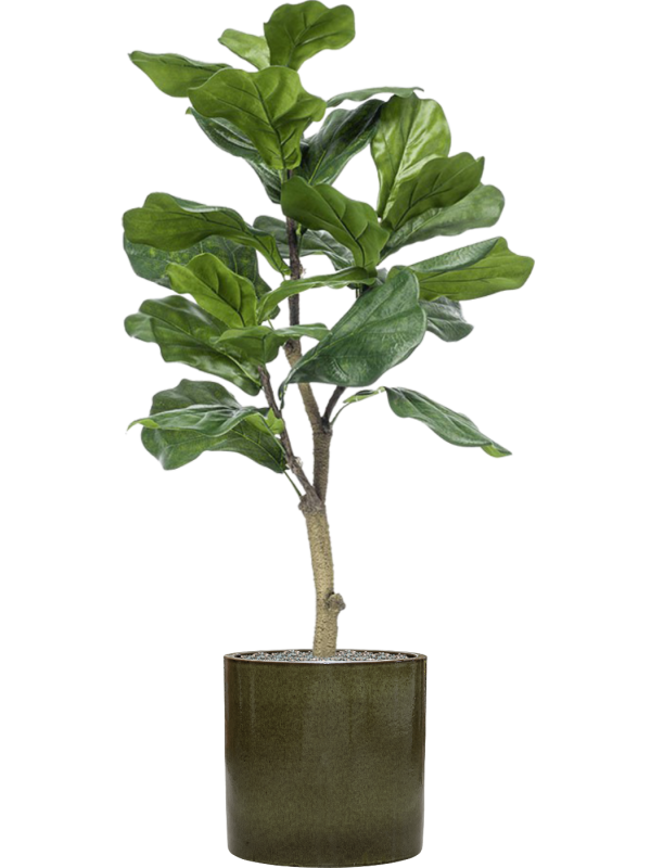 Ficus lyrata en Cylinder, Ter Steege