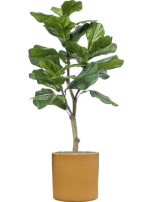 Ficus lyrata en Cylinder