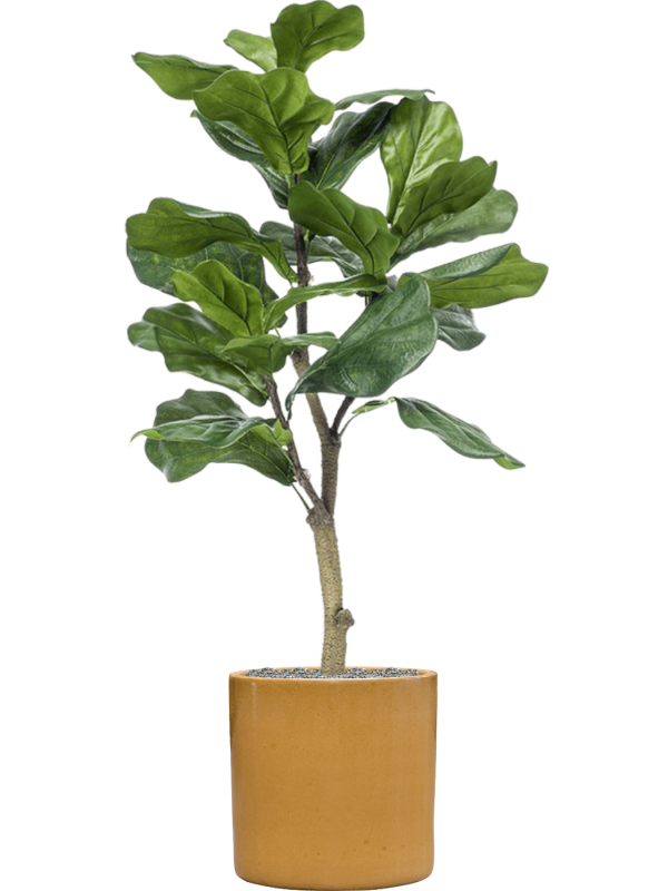 Ficus lyrata en Cylinder, Ter Steege