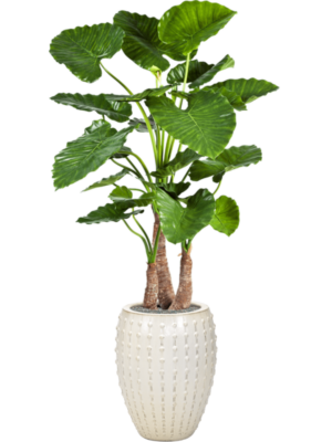 Alocasia calidora en Laos