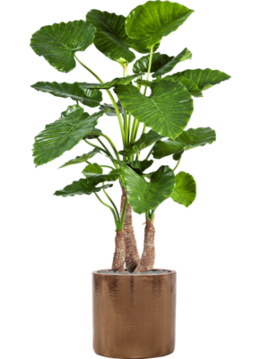 Alocasia calidora en Cylinder