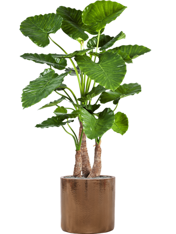 Alocasia calidora en Cylinder, Ter Steege