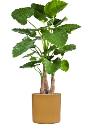 Alocasia calidora en Cylinder